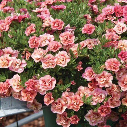 Kalibrahoja 'Calita Double Apricot'